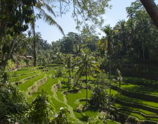 balade-depuis-ubud-jour-1