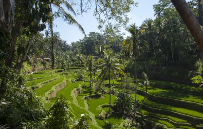 balade-depuis-ubud-jour-1