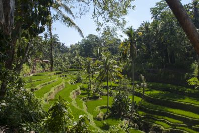 balade-depuis-ubud-jour-1