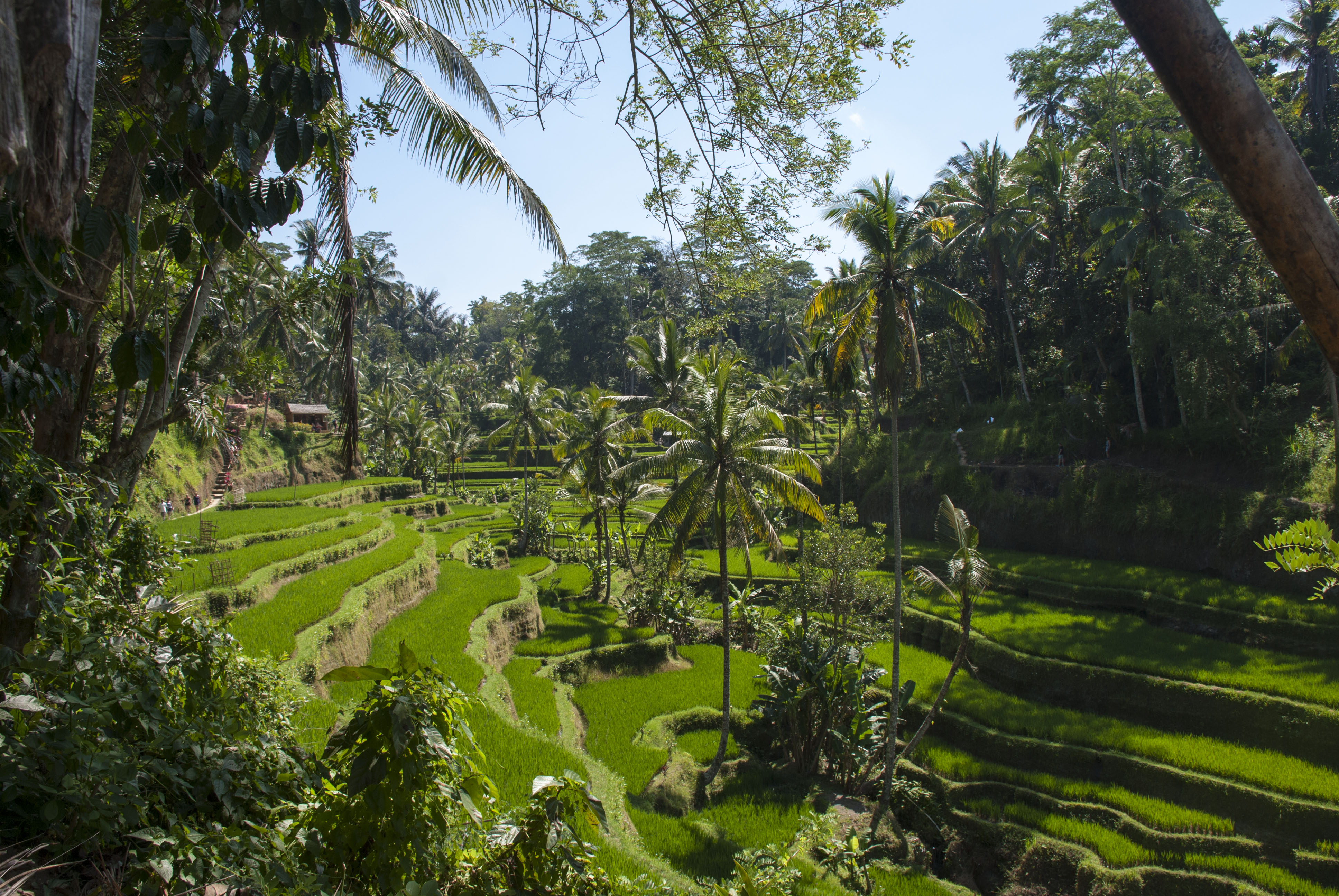 balade-depuis-ubud-jour-1